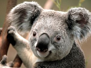 Koala am Lächeln